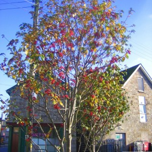 Newlyn Tree