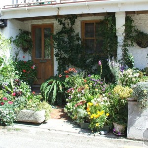 An attractive front garden