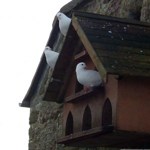 Second dovecote of the day! Logan Rock Inn - 17th Jan., 2010